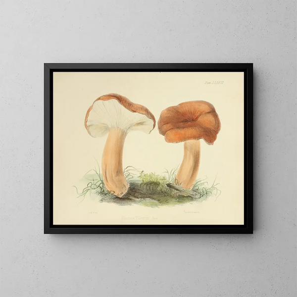 Ilustracje brytyjskiej mykologii Pl87 - Anna Maria Hussey — oprawiony obraz na ścianie