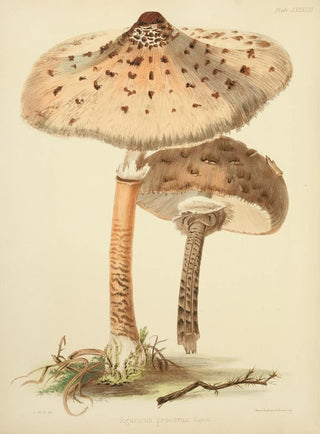 Anna Maria Hussey - Illustrations of British mycology Pl88.webp