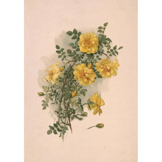 Annie Nowell - Yellow Scotch roses.webp