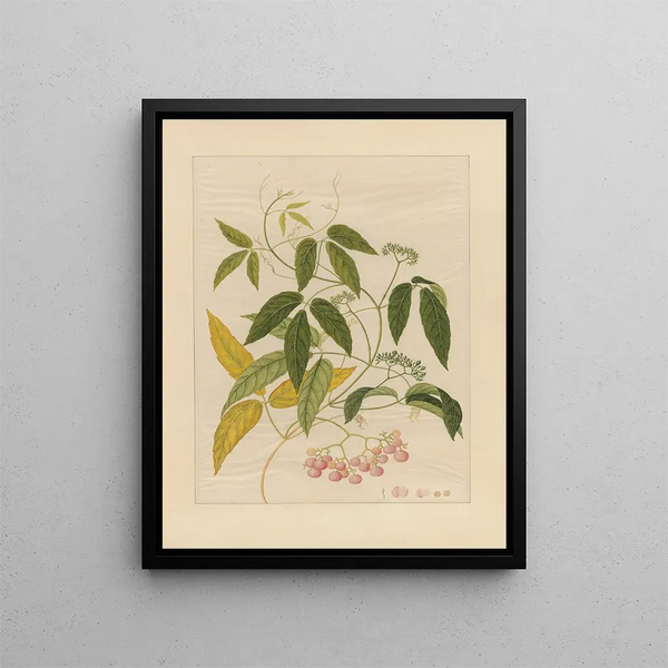 Anonymous - Album of Chinese watercolors of Asian fruits Pl13.webp