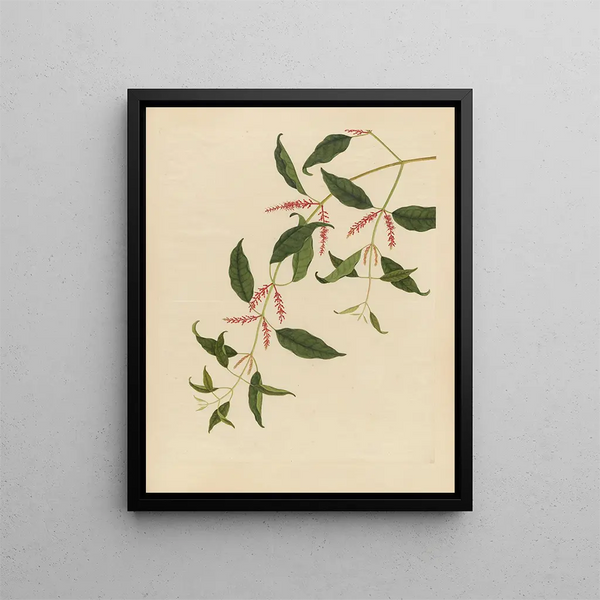 Anonymous - Album of Chinese watercolors of Asian fruits Pl21.webp