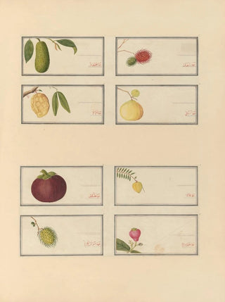 Anonymous - Album of Chinese watercolors of Asian fruits Pl23.webp