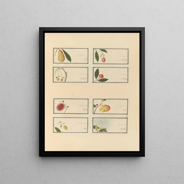 Anonymous - Album of Chinese watercolors of Asian fruits Pl25.webp