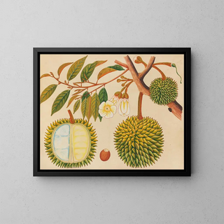Anonymous - Album of watercolors of Asian fruits and flowers Pl31.webp