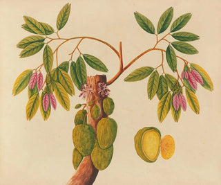 Anonymous - Album of watercolors of Asian fruits and flowers Pl38.webp