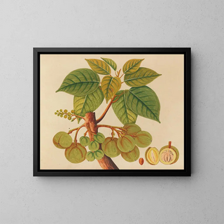 Anonymous - Album of watercolors of Asian fruits and flowers Pl39.webp