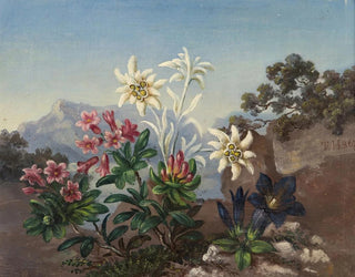 Anonymous - Alpine Flowers.webp