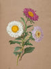Asters - Anonim — widok dzieła