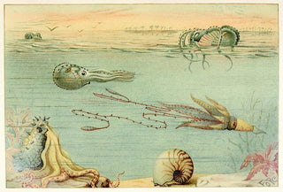 Anonymous - Cephalopoda.webp