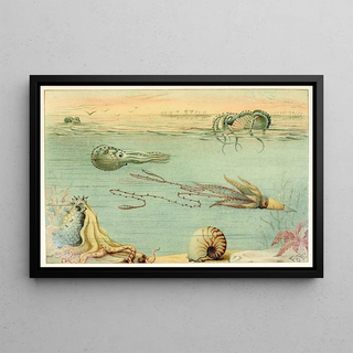 Anonymous - Cephalopoda.webp