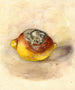 Citrus limon - Anonyme — widok dzieła