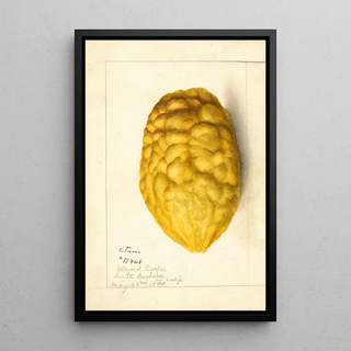 Anonymous - Citrus medica.webp