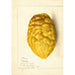 Reprodukcja obrazu Citrus medica - Anonyme