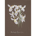 Kolekcja orchidei Pl03 - Anonimowy — widok dzieła