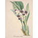 Kolekcja orchidei Pl06 - Anonimowy — widok dzieła