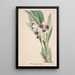Kolekcja orchidei Pl06 - Anonimowy — oprawiony obraz na ścianie
