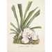 Reprodukcja obrazu Kolekcja orchidei Pl09 - Anonimowy