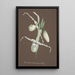 Reprodukcja obrazu Kolekcja orchidei Pl11 - Anonimowy