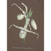 Reprodukcja obrazu Kolekcja orchidei Pl11 - Anonimowy