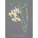 Kolekcja orchidei Pl12 - Anonimowy — widok dzieła