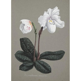 Anonymous - Collection dorchidees Pl29.webp