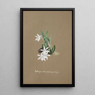 Anonymous - Collection dorchidees Pl30.webp