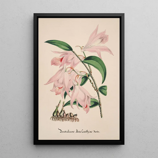 Anonymous - Collection dorchidees Pl33.webp