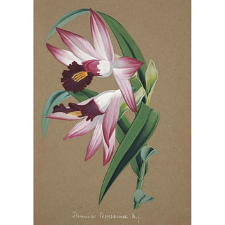 Anonymous - Collection dorchidees Pl36.webp