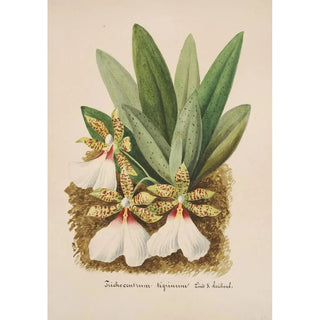 Anonymous - Collection dorchidees Pl40.webp