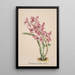 Reprodukcja obrazu Kolekcja orchidei Pl41 - Anonimowy