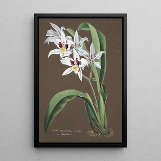 Anonymous - Collection dorchidees Pl43.webp