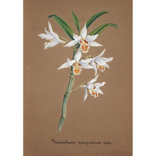 Anonymous - Collection dorchidees Pl44.webp