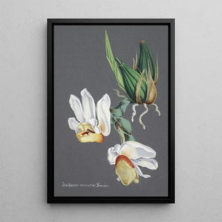 Anonymous - Collection dorchidees Pl59.webp