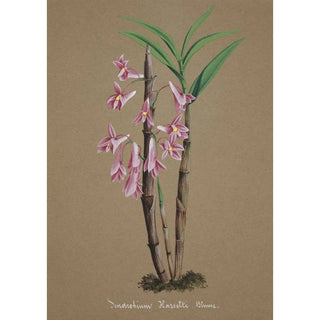 Anonymous - Collection dorchidees Pl63.webp