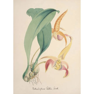 Anonymous - Collection dorchidees Pl77.webp