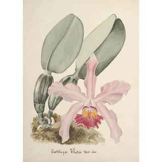 Anonymous - Collection dorchidees Pl78.webp