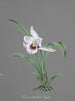 Kolekcja orchidei Pl83 - Anonimowy — widok dzieła