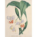 Kolekcja orchidei Pl88 - Anonimowy — widok dzieła