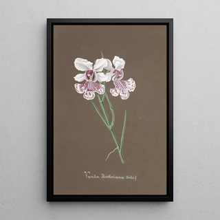 Anonymous - Collection dorchidees Pl92.webp