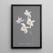 Kolekcja orchidei Pl95 - Anonimowy — oprawiony obraz na ścianie
