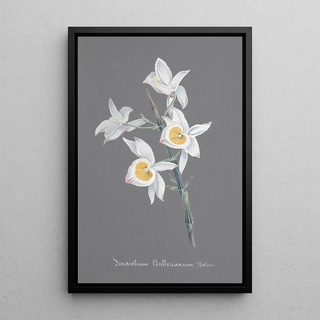 Anonymous - Collection dorchidees Pl95.webp