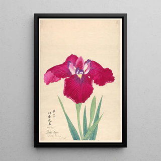 Anonymous - King of Iris Datedogu.webp