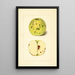 Malus domestica - Anonyme — oprawiony obraz na ścianie