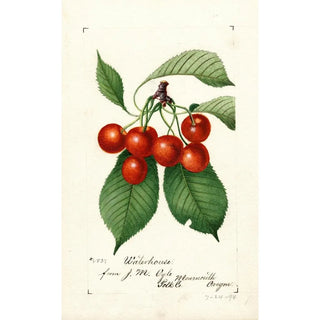 Reprodukcja obrazu Prunus avium Waterhouse - Anonimowy