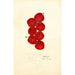 Prunus domestica Coletto - Anonyme — widok dzieła
