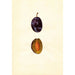 Prunus domestica Stanley - Anonyme — widok dzieła