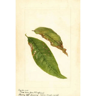 Prunus persica - Anonimowy — widok dzieła