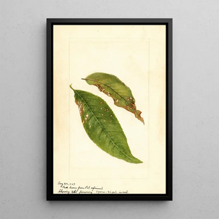 Prunus persica - Anonimowy — oprawiony obraz na ścianie