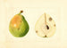 Pyrus communis - Anonyme — widok dzieła