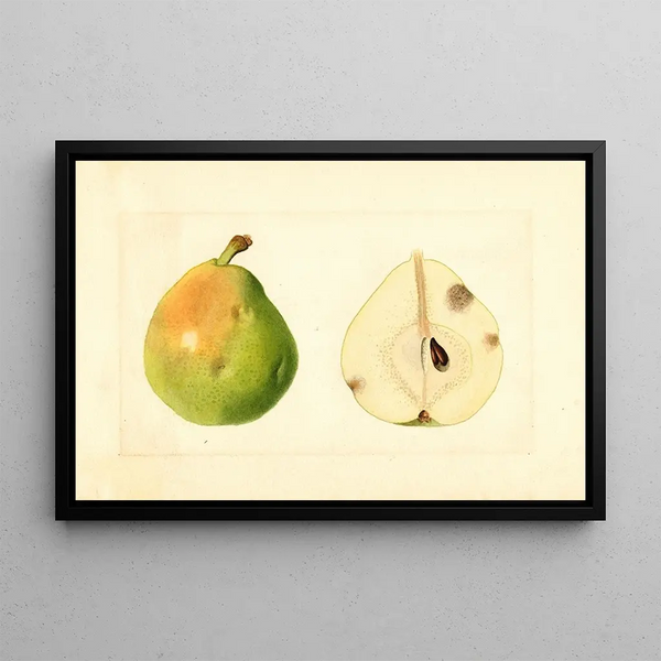 Anonymous - Pyrus communis.webp
